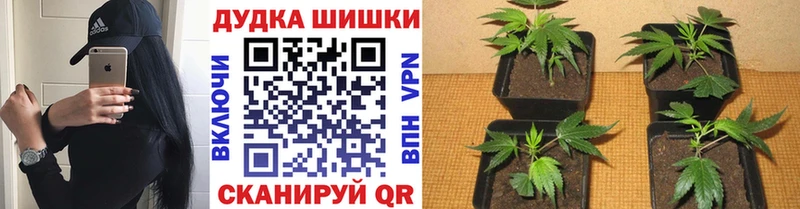 Купить закладки  Старая Русса  Шишки марихуана гибрид 